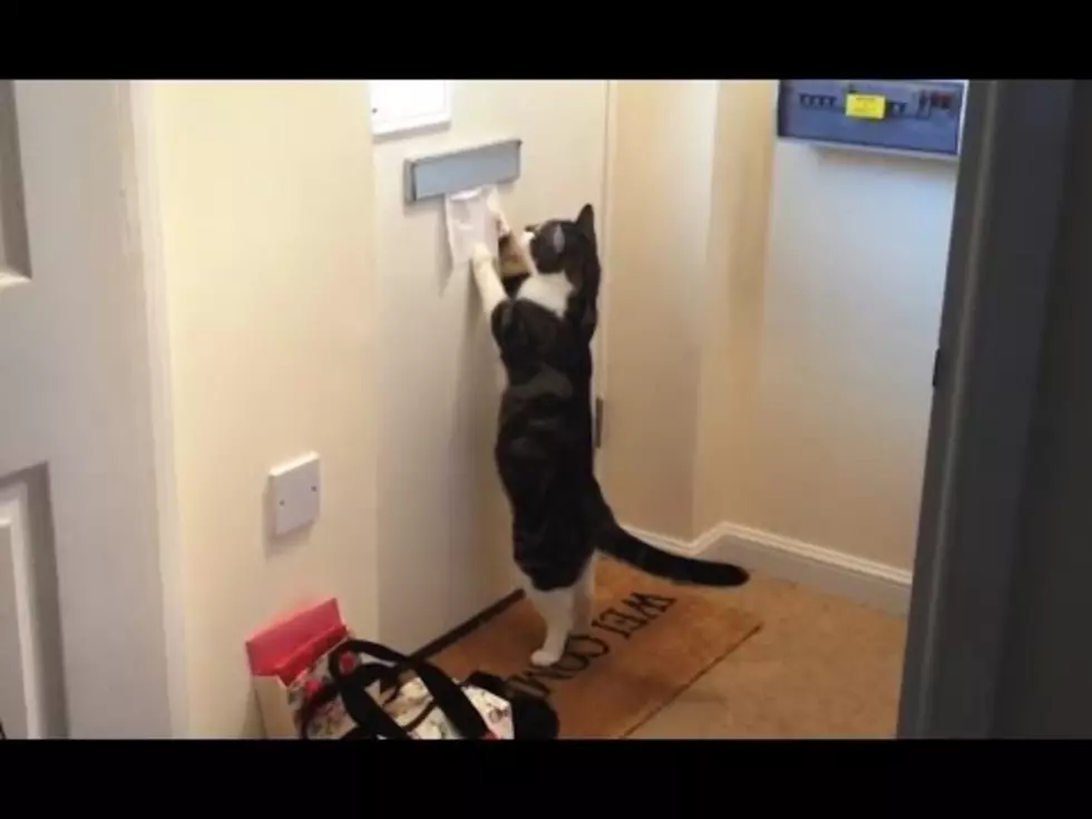 Cats Attacking The Mail [Video]
