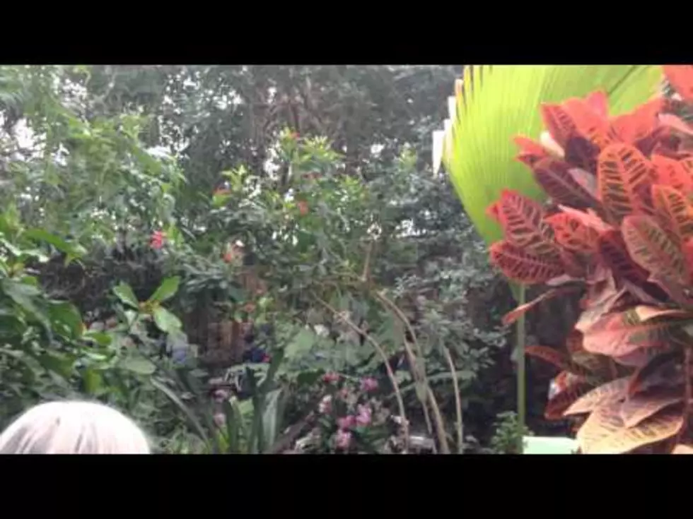 Butterflies are Blooming at Frederick Meijer Garden 2016 [Video]