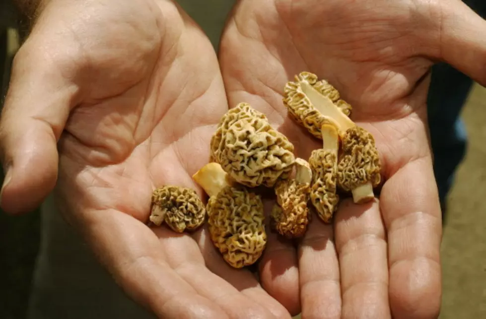 It&#8217;s A Morel Mushroom Shaped Like The Lower Peninsula!