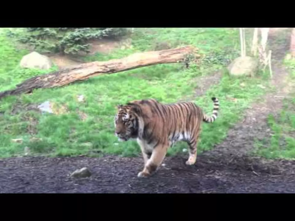 Male Tiger Learns the Hard Way Do Not Wake Up a Sleeping Lady Tiger