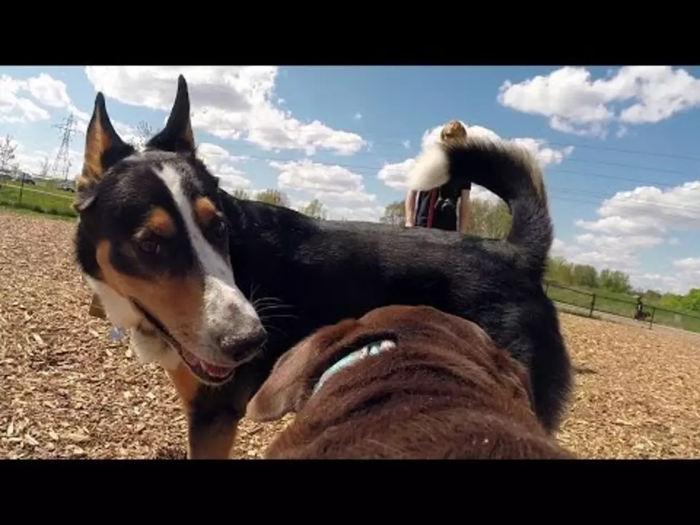 Dog Running around Dog Park Wearing a GoPro