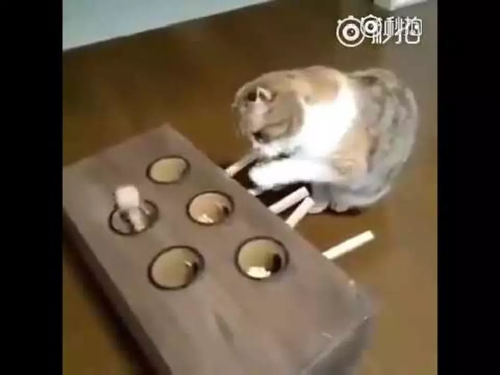 Cat Playing with Wack-a-Mole Toy – Internet Silliness