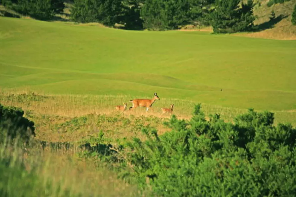 Woman Takes In Four Fawns, DNR Not Happy