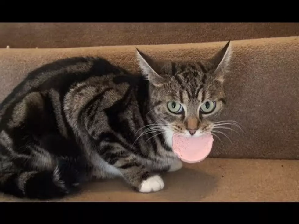 Cat Gets a Mouthful of Sausage … Doesn’t Appreciate Owners Knocking Out Chores