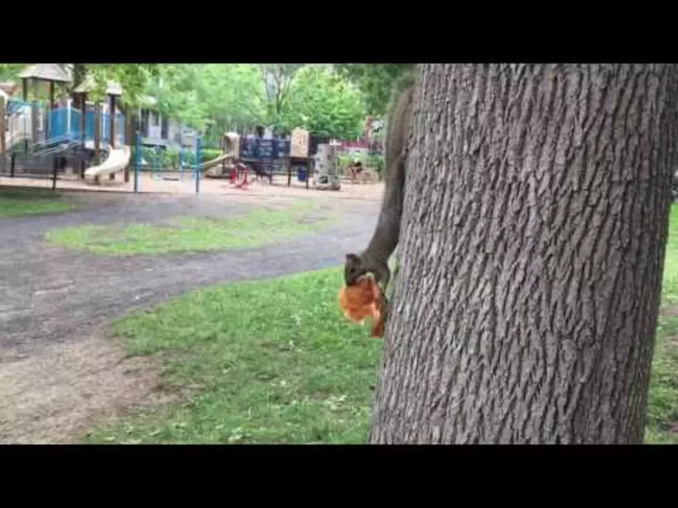 A Sandwich Stealing Squirrel Beats A One Legged Seagull [Video]