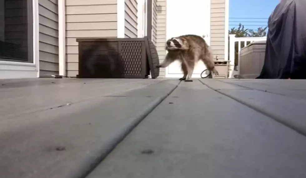 Raccoon 1, Guy With Broom 0 [Video]