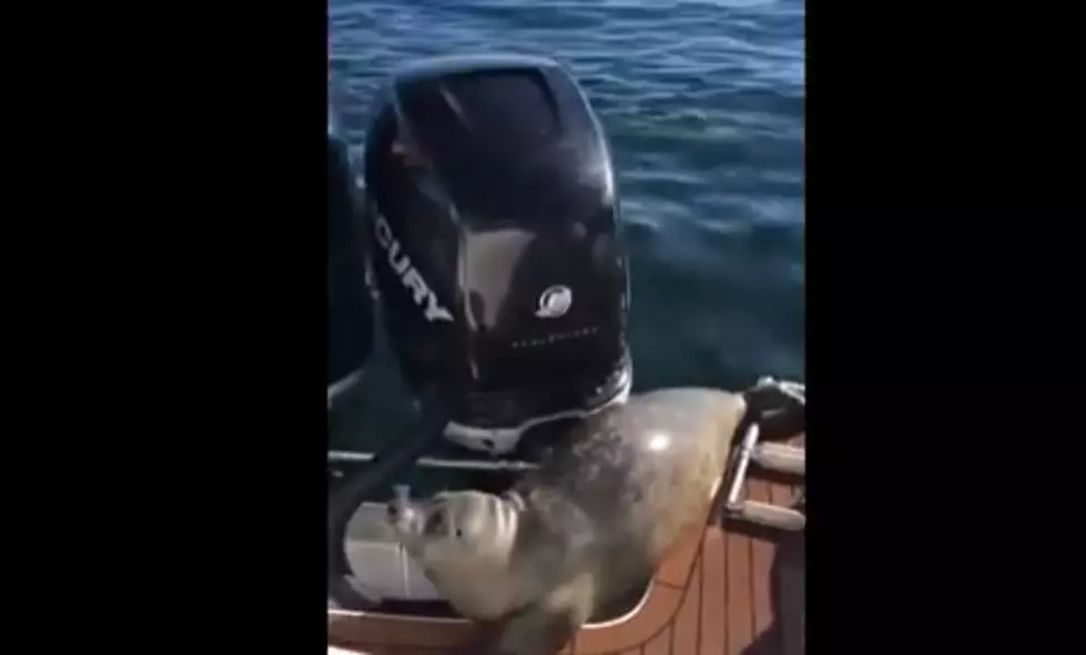 Seal Jumps in Boat to Avoid a Pack of Killer Whales [NSFW]