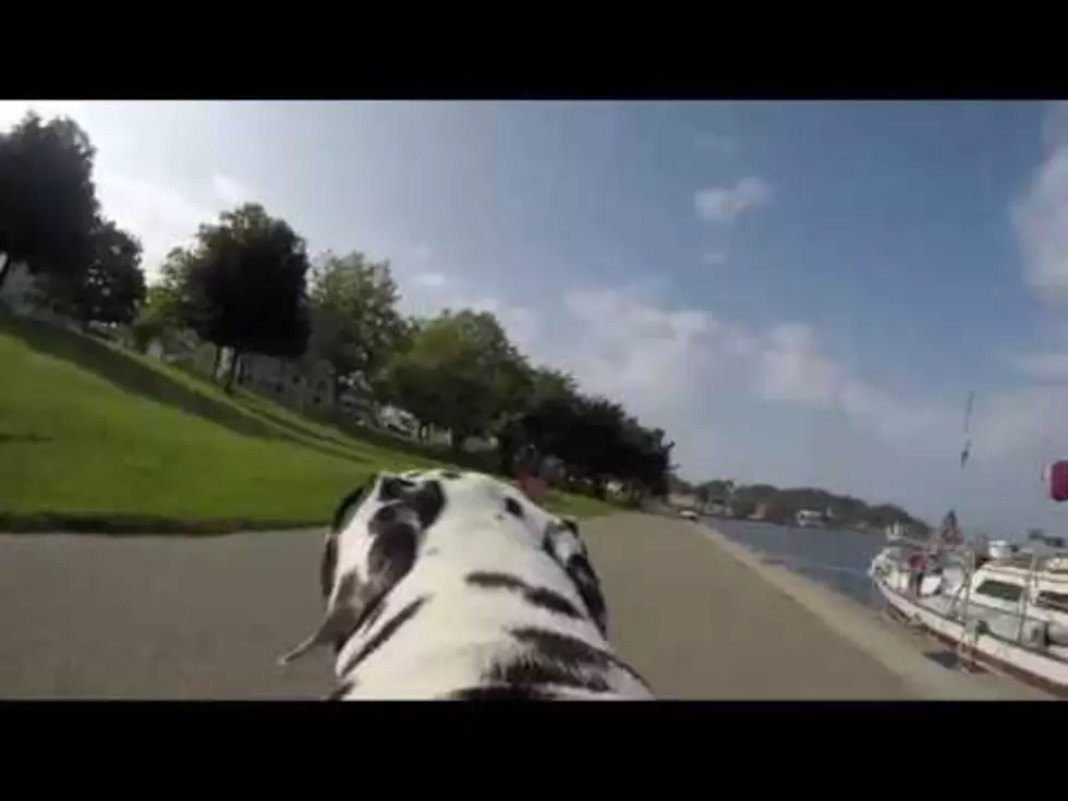 Dog’s-Eye View of Grand Haven is the Best thing Ever