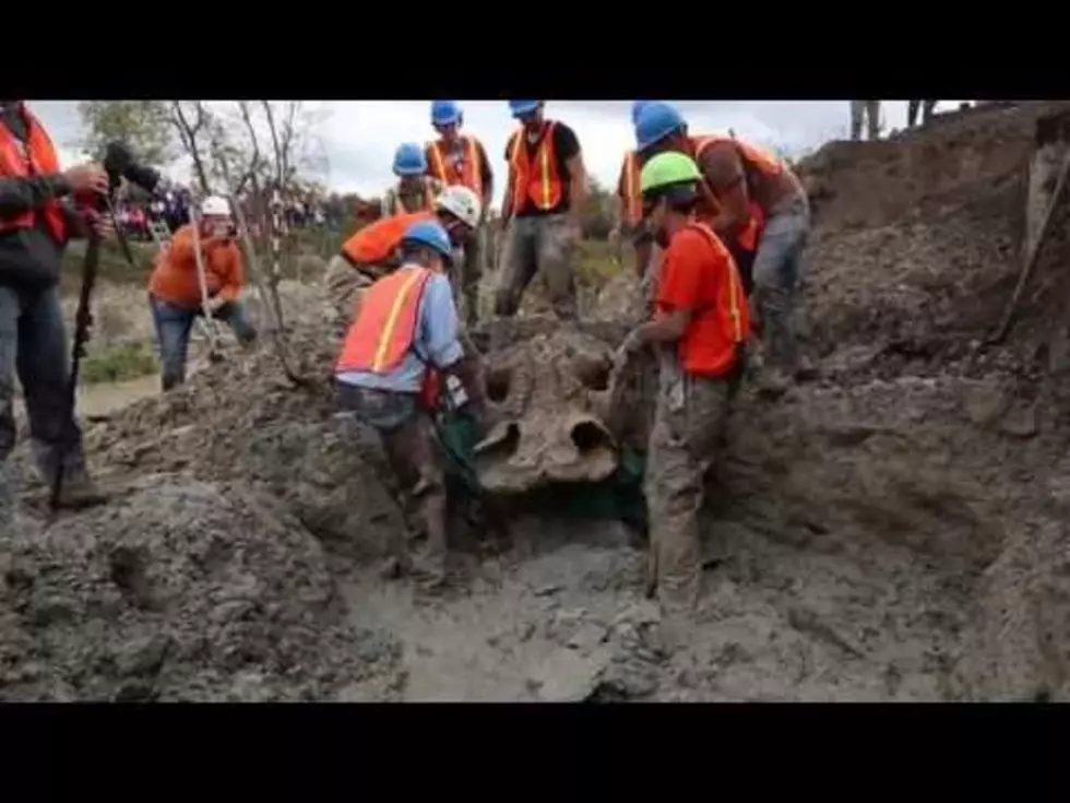 UM Teams up with High Schools to Unearth a Mastodon Skeleton