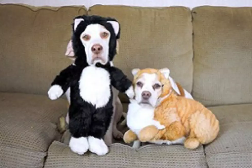 Two Dogs Model Their Halloween Costumes [VIDEO]