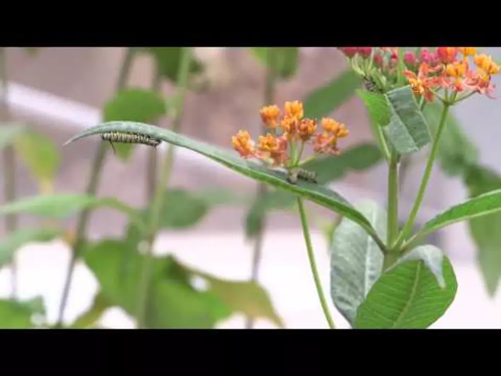 Signs of Spring at Meijer Gardens