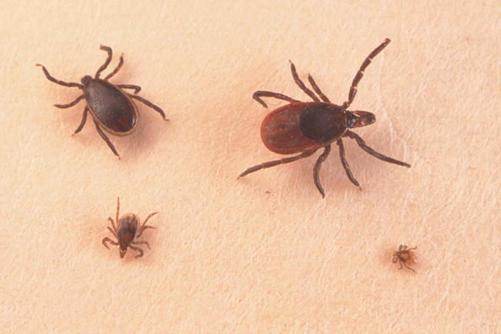Health Warning: Black-Legged Ticks