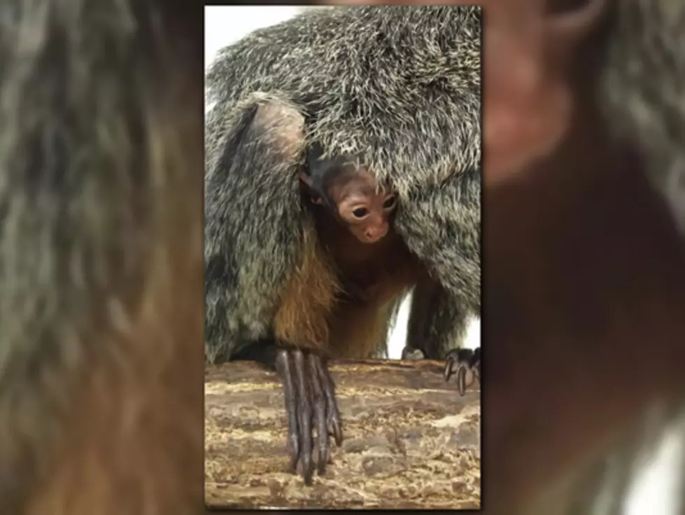 Staff At John Ball Park Zoo Surprised By Baby Monkey [Video]
