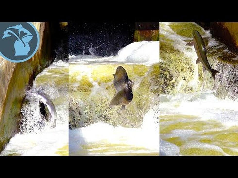Watch Salmon Jumping Up The GR Fish Ladder [Video]