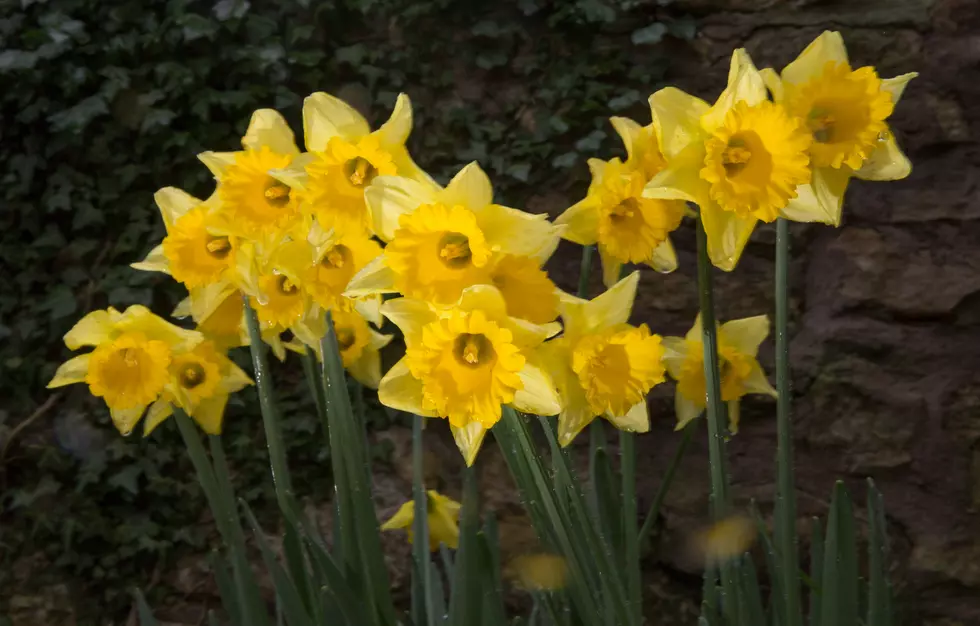 Video Catches Women Stealing Flowers Off A Wyoming Porch [Video]