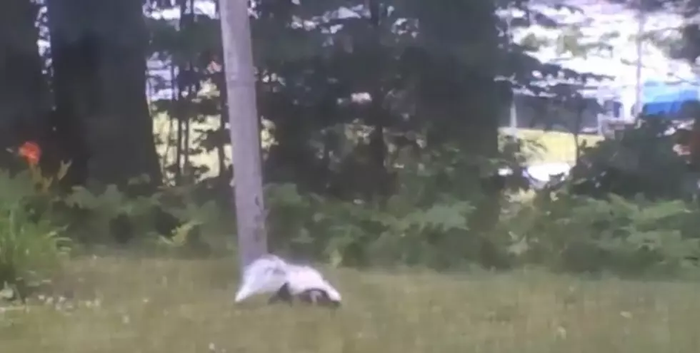 Albino Skunk Seems Oblivious To Threats Around Him (Or Her) [Video]