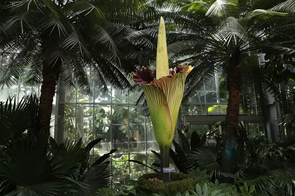 What Exactly Will The Meijer Gardens &#8216;Corpse Flower&#8217; Smell Like?