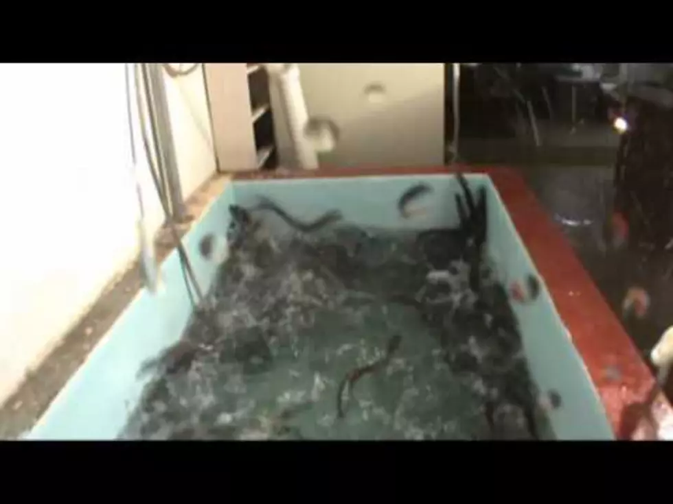 Watching Sea Lampreys Panic Never Gets Old [Video]