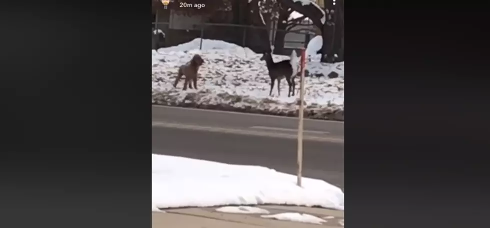 Dog Vs. Deer Battle Declared An Adorable Tie [Video]