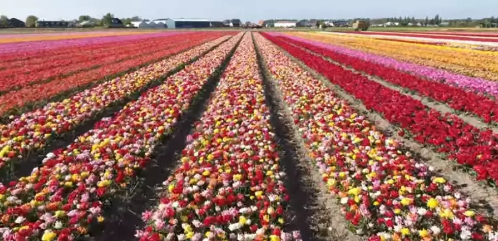 Tulip Time Was Canceled, So Tip Toe Through These Tulips [Video]