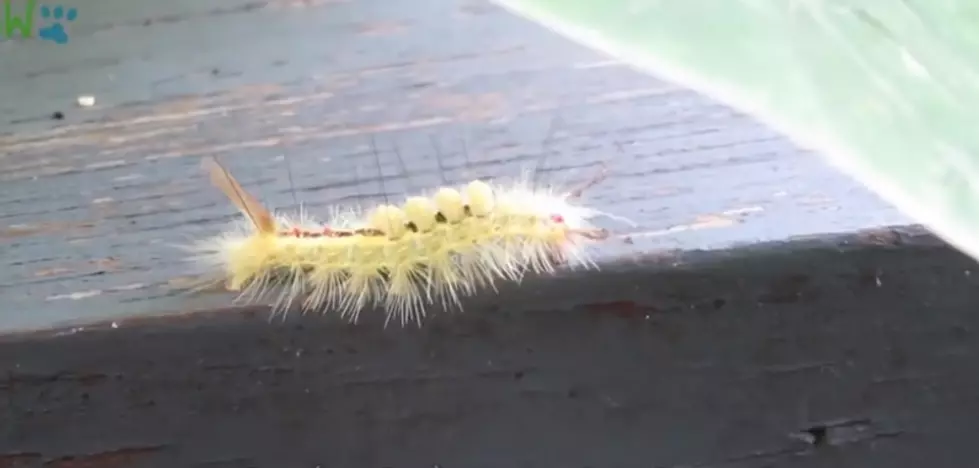 Don&#8217;t Touch The Pretty Caterpillar! [Video]