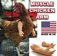Chicken thoughts on wearing arms or costumes! #chickensoftiktok