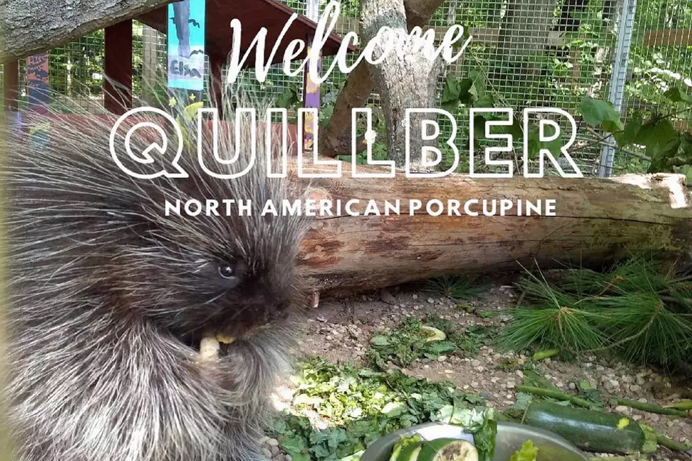 Meet Blandford Nature Center's Newest Wildlife Ambassador -- Quil