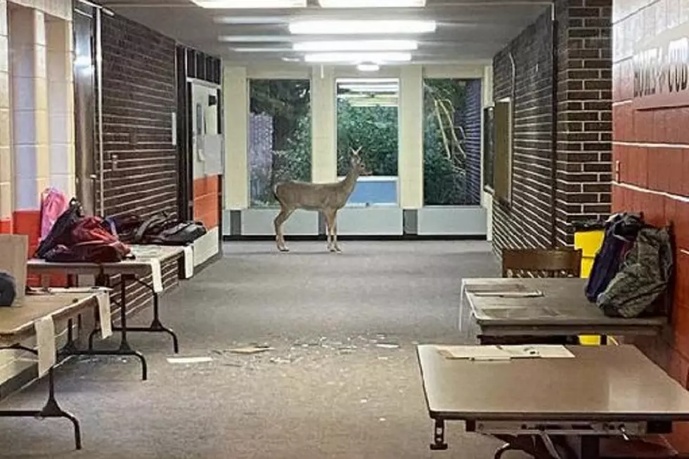 Deer Goes to School in Grand Rapids