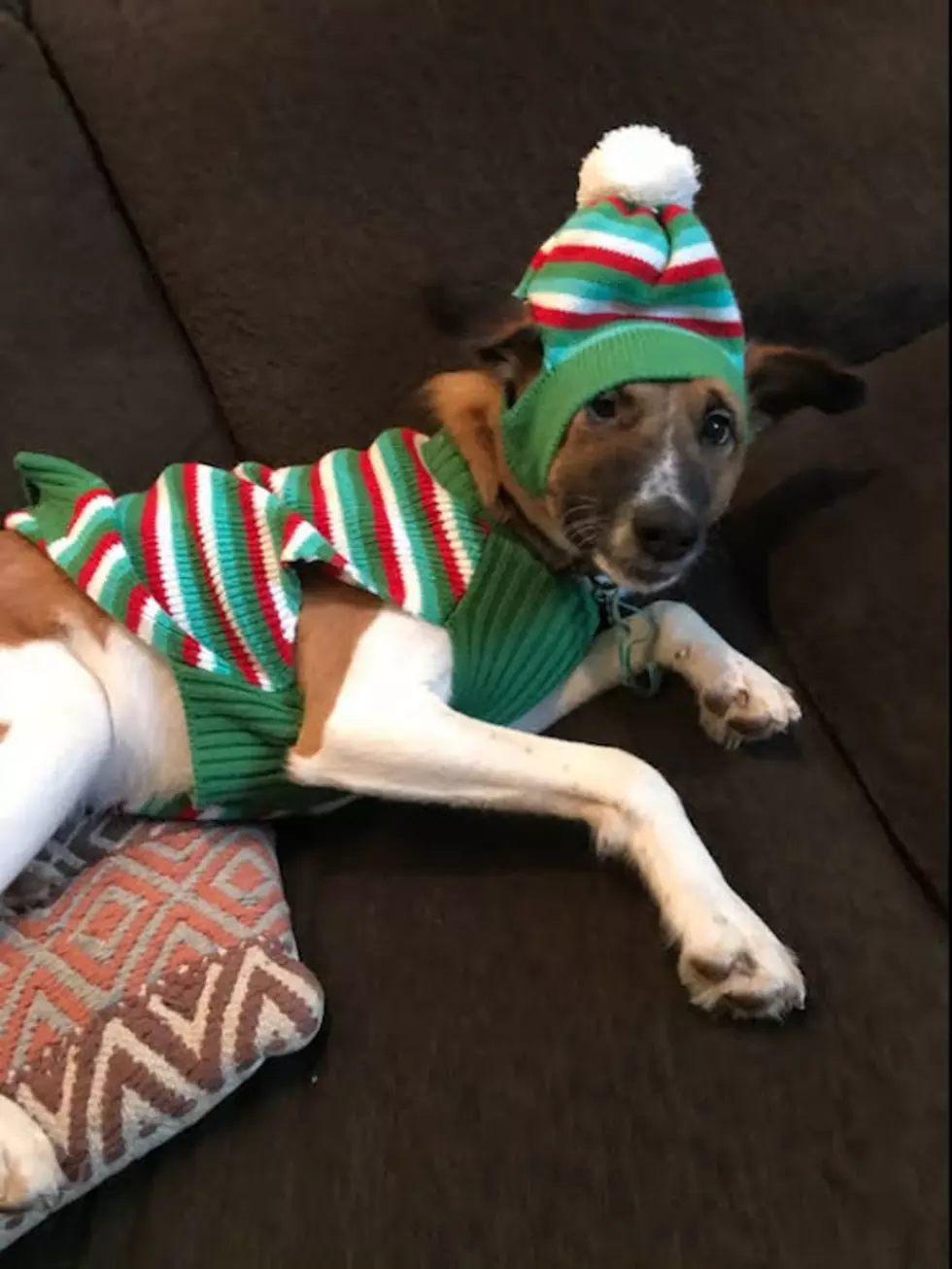 Do You Dress Your Dog For Christmas? Stop It! [Photos]