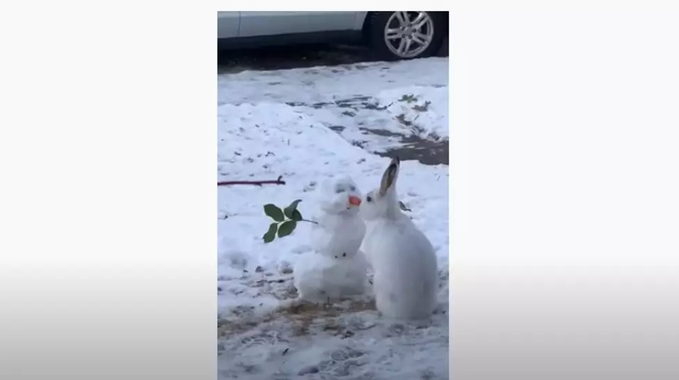 Confused Rabbit Falls In Love With A Snowman [Video]