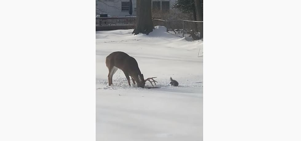Buck Battles Squirrel For Food [Video]