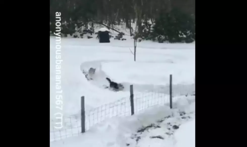 Someone In Michigan Built A Racetrack For Their Dogs [Video]