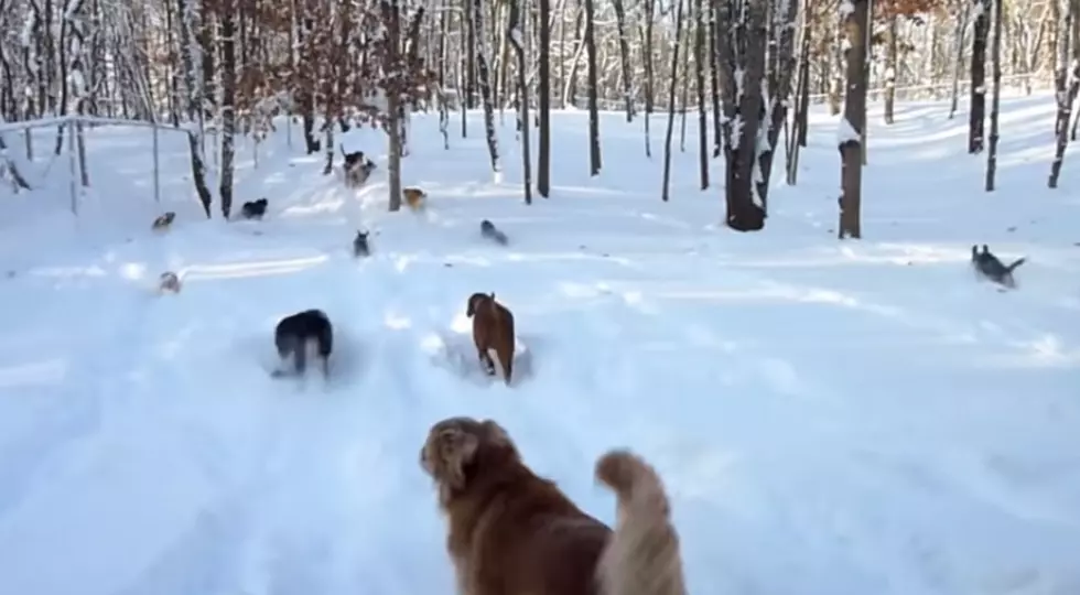 These Dogs Are Having Way Too Much Fun Playing In The Snow [Video]