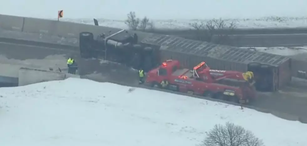 Trailer With 38 Cows Overturns, Some Will Be Euthanized [Video]