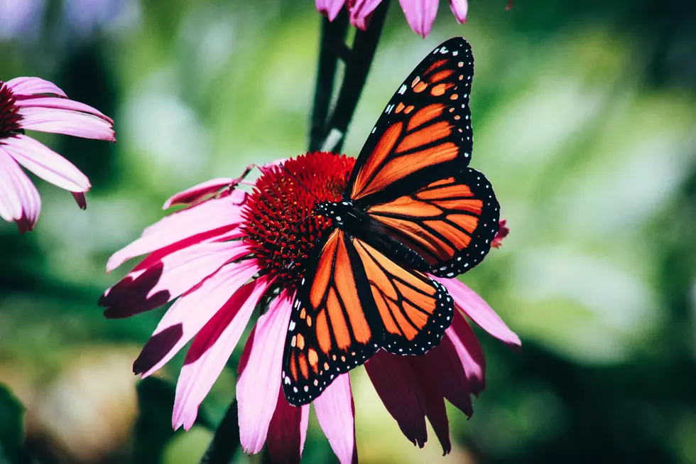 Photo by Erin Minuskin on Unsplash