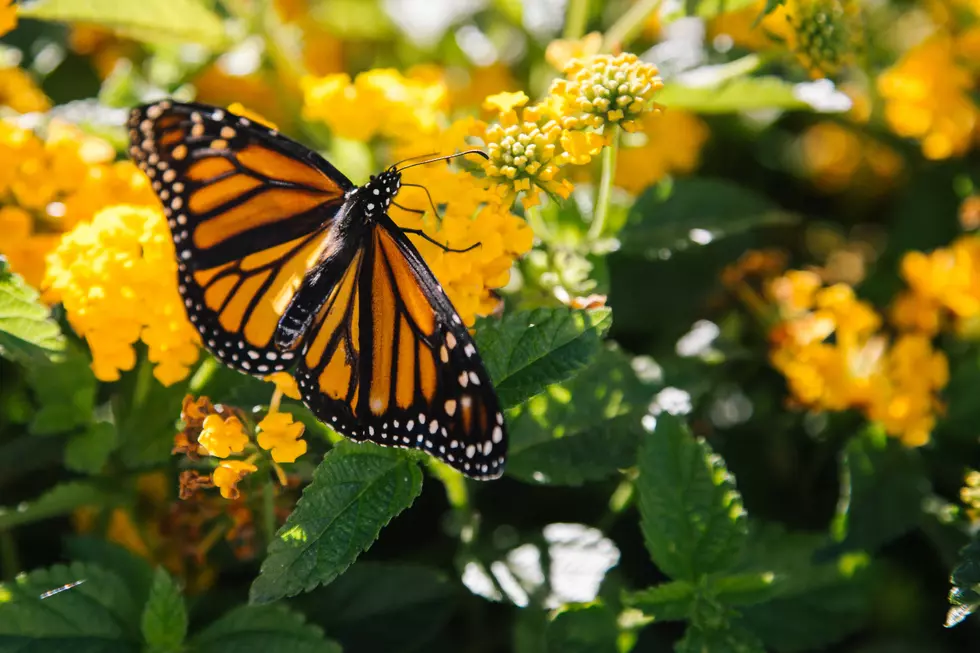 Butterflies Are Back At Frederick Meijer Garden