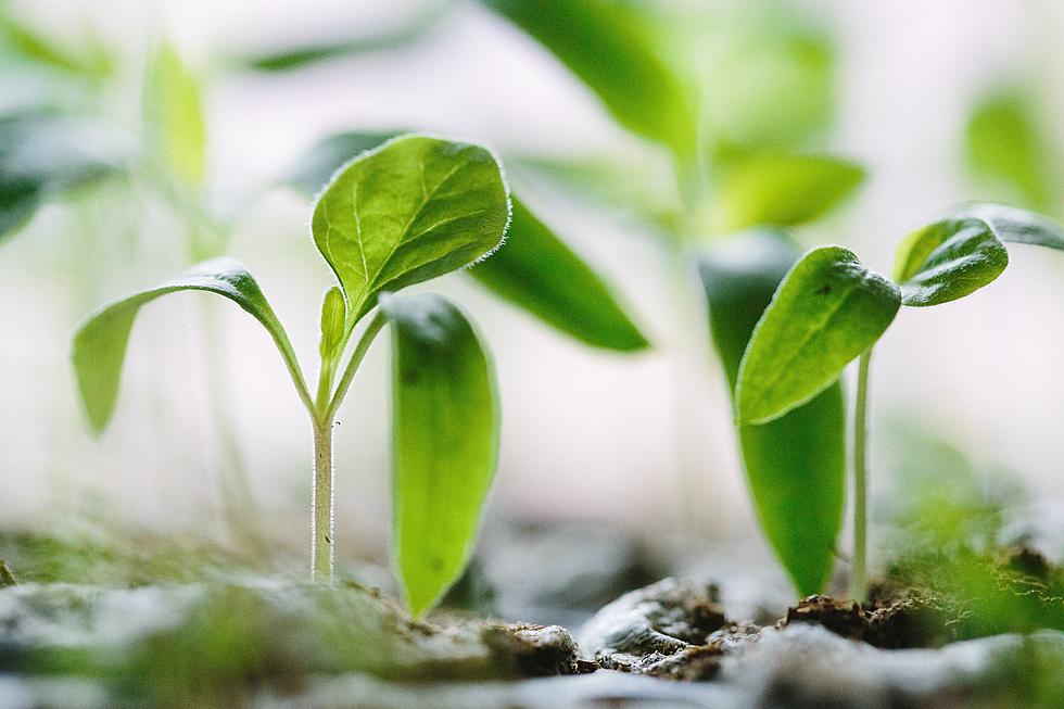 World Naked Gardening Day is Saturday, May 1st