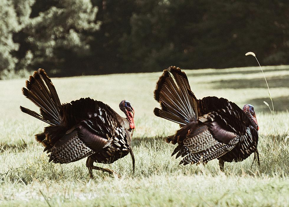 Policeman Loses Battle With Turkeys On Michigan Road [Video]