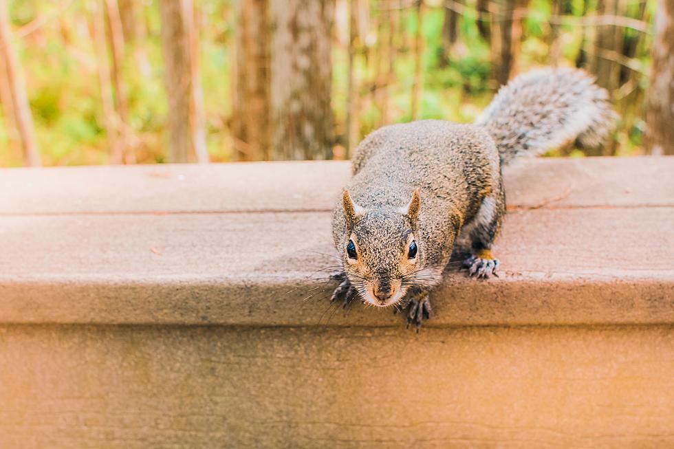 Here&#8217;s Video Of A Squirrel Eating At A Picnic Table [Video]