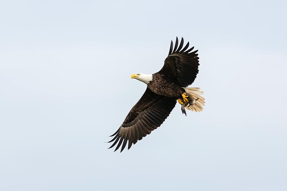 Watch: Michigan Bald Eagle Snatches A Raccoon