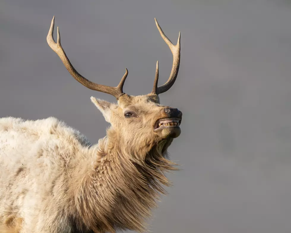 The Man Who Ate A Deer Using The Deer’s Own Teeth