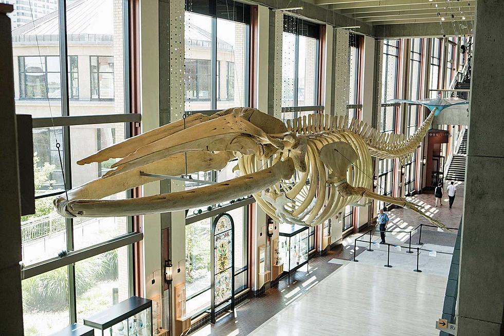 Grand Rapids Public Museum's Whale Tale