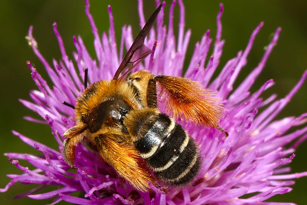 50 Million Bees Swarm in Northern Michigan Due To Truck Crash
