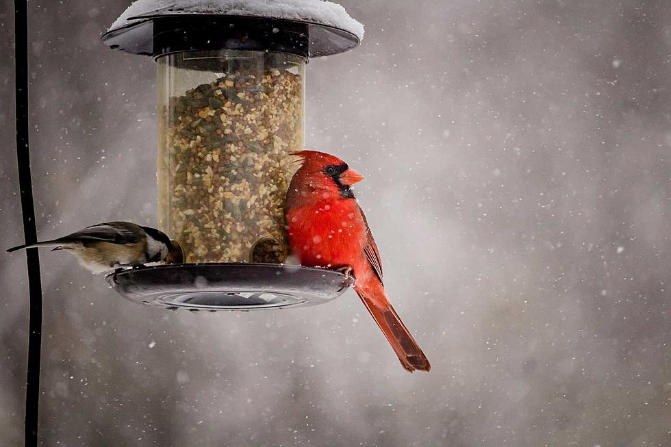 Be Careful! Feeding the Birds In Your Yard Could be a Felony