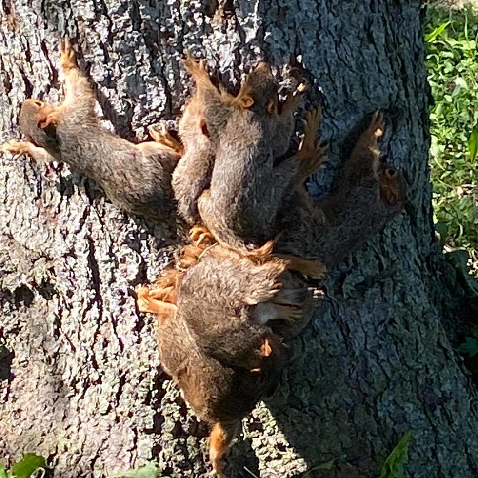 Police Near Flint Solve A &#8216;Squirrel King&#8217; Problem