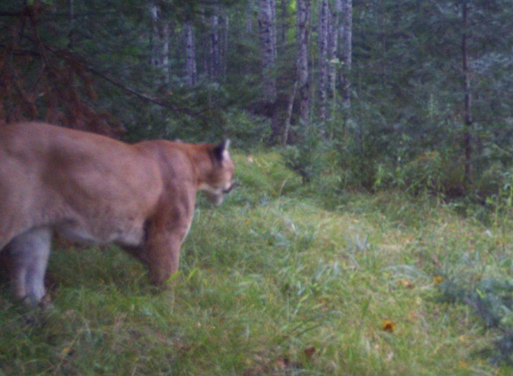 Dnr Testing Explains Where Michigans Cougars Came From 