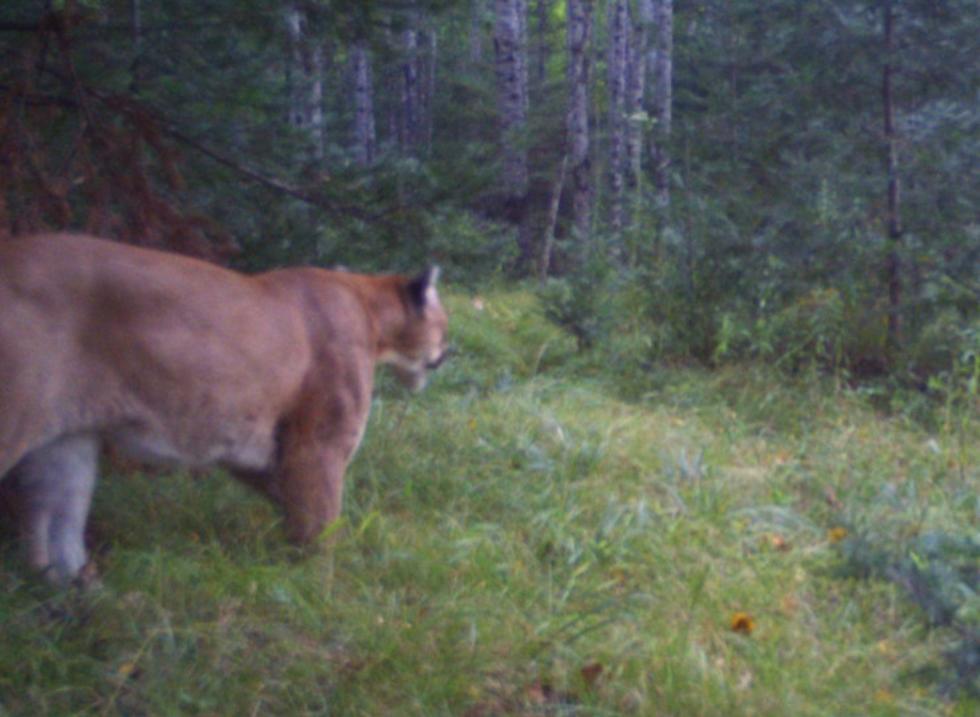 Cougar Sightings On the Rise In Michigan
