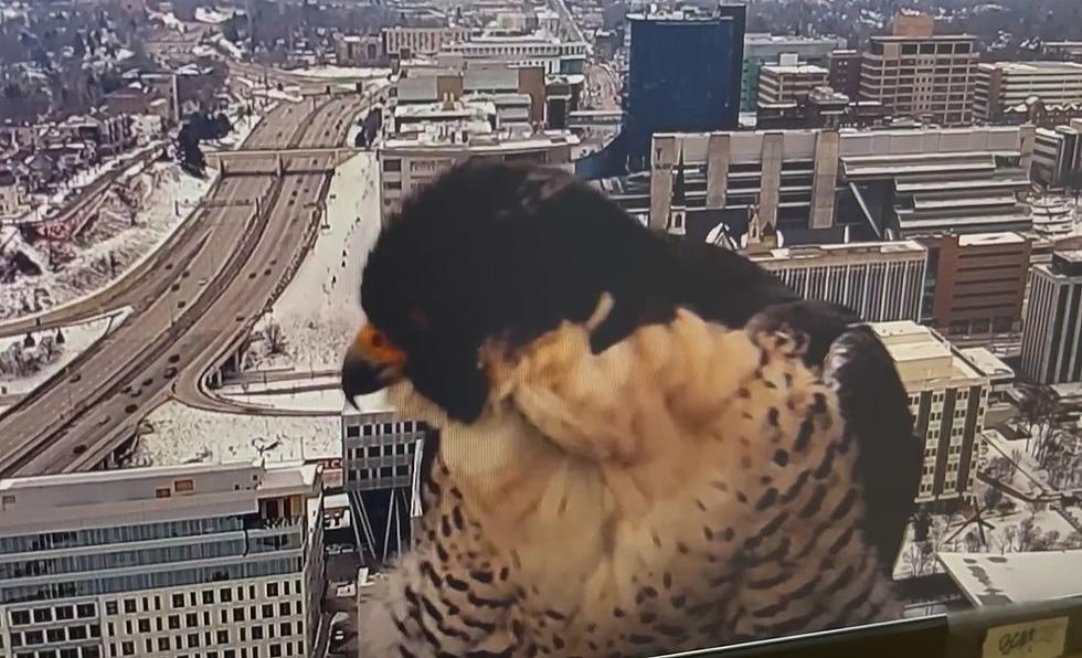 WATCH: Falcon is “Fed Up” On  WOOD TV Skycam