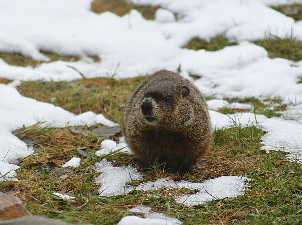 Will Groundhog Day Bring Early Spring To West Michigan?