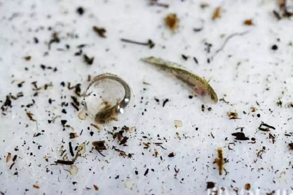 Emperor Newt Larva